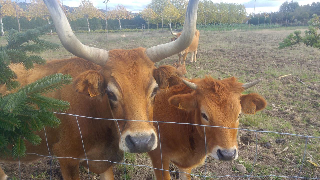 Caserio De Fontes Nogueira De Ramuin Buitenkant foto